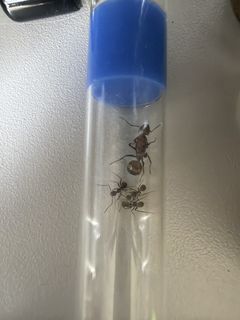 (Category: ) located in . Submitted by sg_invertebrate (Listing ID 1458577900, Image 1). Description: .