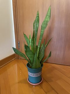 （分類：）位於 。 由 pdiddyyy 提交（商品編號 1458535808，圖片 1）。簡介： 。