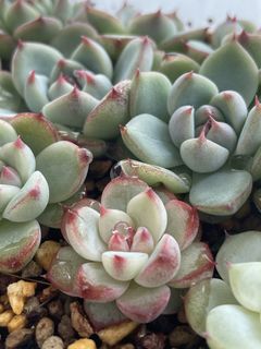 (Category: ) located in . Submitted by qq_garden (Listing ID 1456954243, Image 1). Description: .