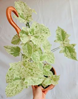 (Category: ) located in . Submitted by goodflorist (Listing ID 1458580749, Image 1). Description: .