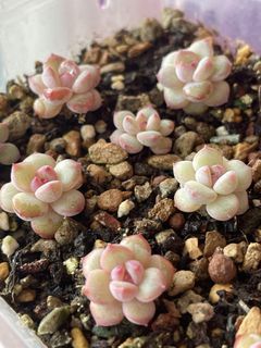 (Category: ) located in . Submitted by qq_garden (Listing ID 1454809660, Image 1). Description: .