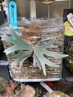 （分類：）位於 。 由 kinn_nn 提交（商品編號 1458881898，圖片 1）。簡介： 。