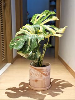 （分類：）位於 。 由 michellesmc 提交（商品編號 1458733897，圖片 1）。簡介： 。