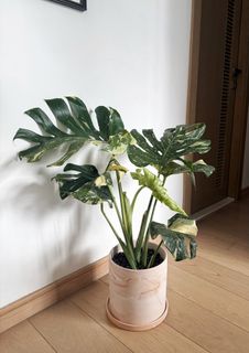 （分類：）位於 。 由 michellesmc 提交（商品編號 1458764491，圖片 1）。簡介： 。