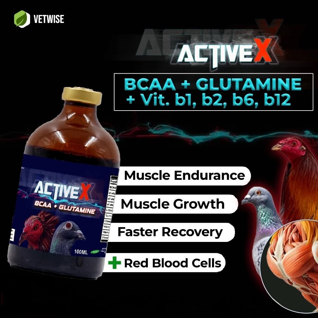 ACTIVEX BCAA + GLUTAMINE W/ B VITAMINS 35ml-50ml (FOR ANIMALS ONLY) (Category: Health & Grooming) located in Talavera. Submitted by vet-choice (Listing ID 1458702221, Image 1). Description: ACTIVE X (BCAA + Glutamine + B-Vitamins) Premium Performance Supplement for Gamefowl & Birds Boost your bird’s strength, stamina, and recovery with this complete formula. Packed with essential BCAA, Glutamine, and B-Vitamins designed to support hardworking mus