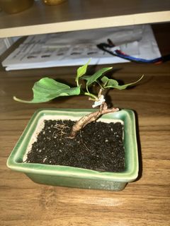 (Category: ) located in . Submitted by jjj8211 (Listing ID 1458859023, Image 1). Description: .