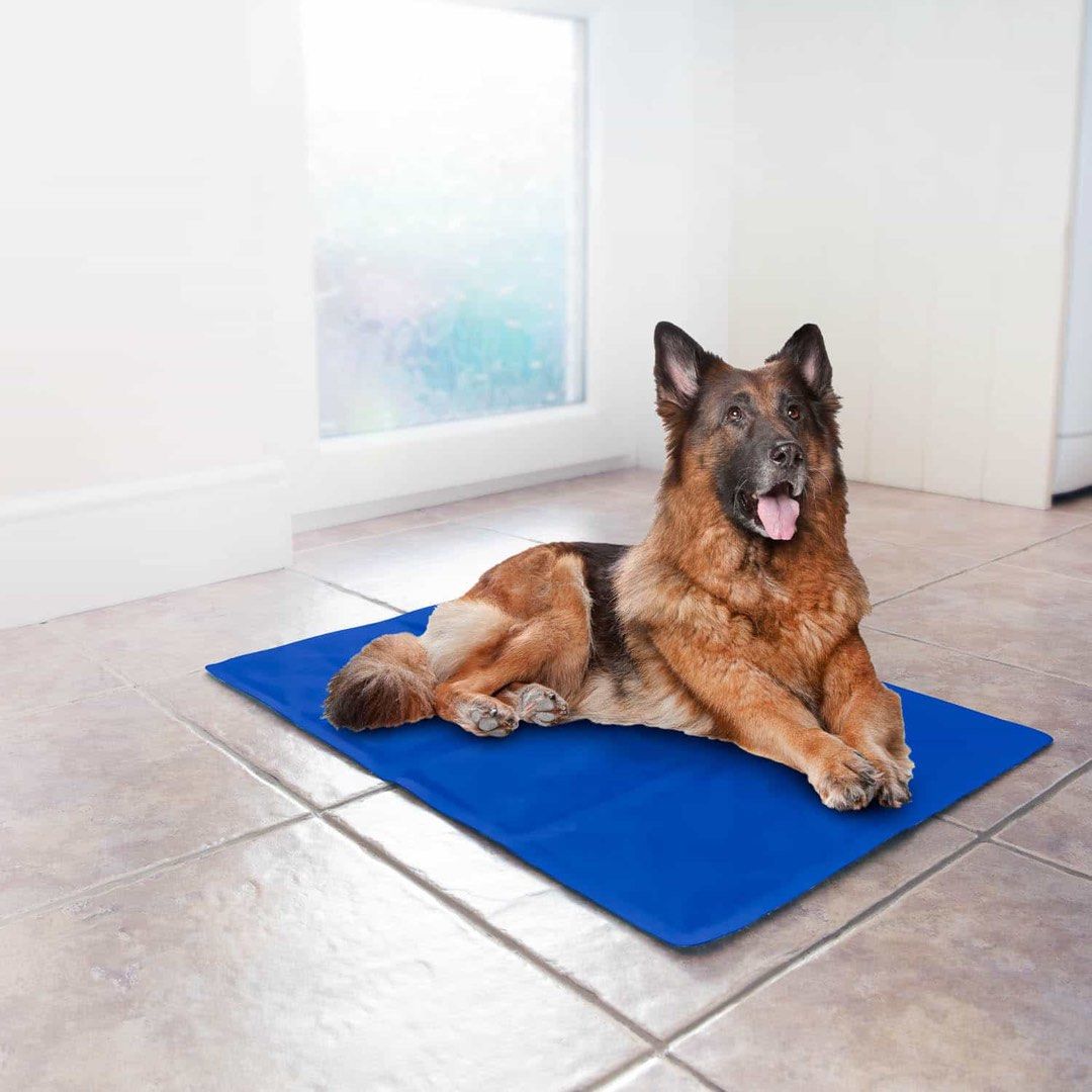 Dog cooling mat Extra large and Small (Category: Homes & Other Pet Accessories) located in Marikina City. Submitted by shicqt (Listing ID 1458699486, Image 1). Description: .