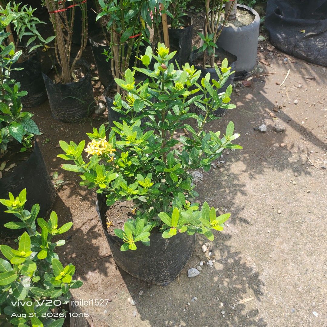 Dwarf santan yellow color (Category: Gardening Tools & Ornaments) located in Silang. Submitted by luckykoki2018 (Listing ID 1458782485, Image 2). Description: .