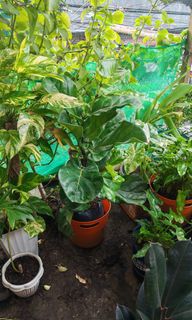 (Category: ) located in . Submitted by plantcorner (Listing ID 1458832122, Image 1). Description: .
