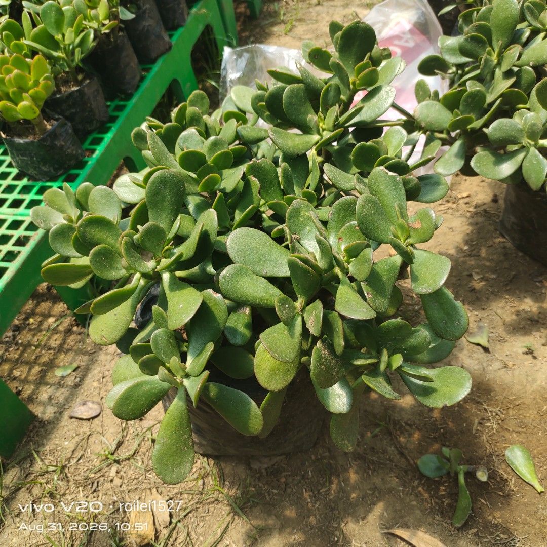 Jade plants (Category: Gardening Tools & Ornaments) located in Silang. Submitted by luckykoki2018 (Listing ID 1458789478, Image 1). Description: .