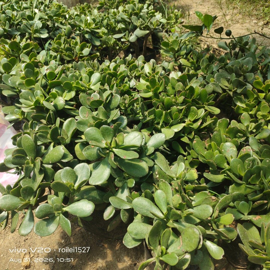 Jade plants (Category: Gardening Tools & Ornaments) located in Silang. Submitted by luckykoki2018 (Listing ID 1458789478, Image 2). Description: .
