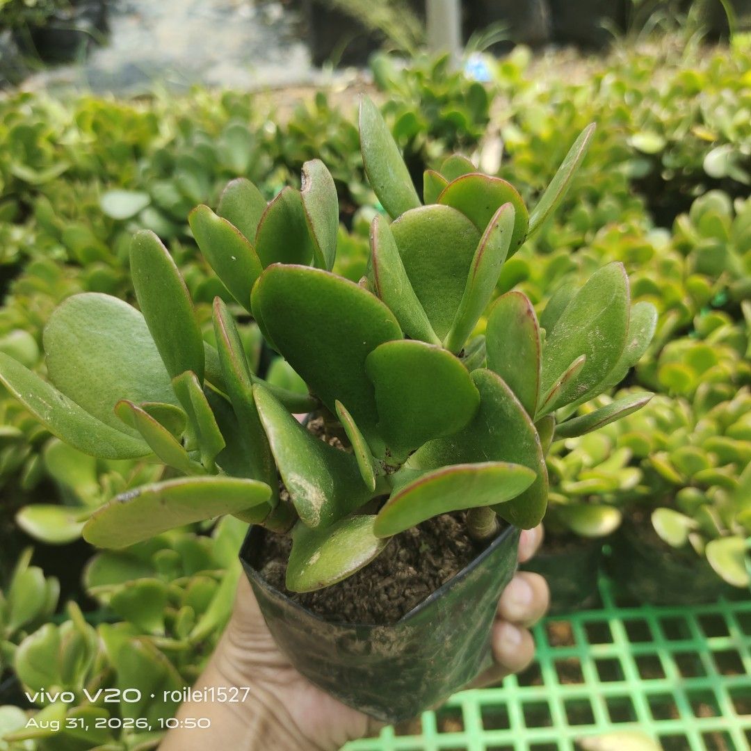 Jade plants (Category: Gardening Tools & Ornaments) located in Silang. Submitted by luckykoki2018 (Listing ID 1458789777, Image 2). Description: .