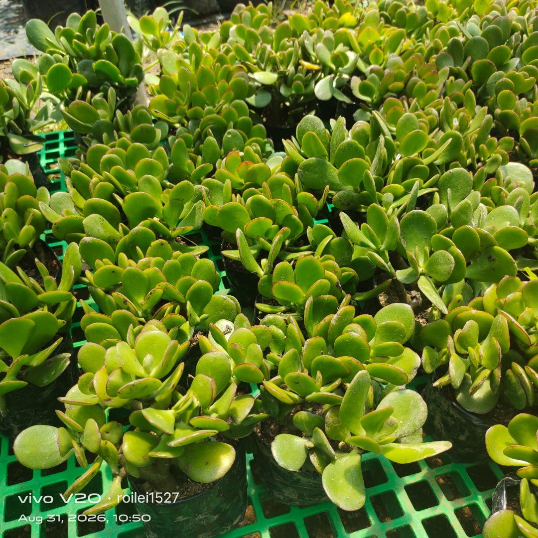 Jade plants (Category: Gardening Tools & Ornaments) located in Silang. Submitted by luckykoki2018 (Listing ID 1458789777, Image 3). Description: .