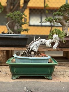 (Category: ) located in . Submitted by bonsai_pull (Listing ID 1458718523, Image 1). Description: .