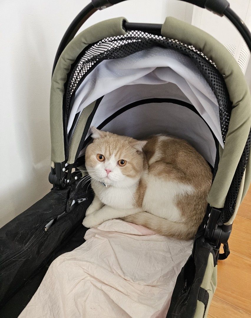 Large Size Pet Stroller for Cats and Small Dogs (Category: Homes & Other Pet Accessories) located in Pasig City. Submitted by cookeydream (Listing ID 1458854318, Image 2). Description: - Like New pet stroller, ideal for walks with your pet - Detachable carriage type - Can hold pets up to 40 pounds - With hook for pet leash - With back wheel break lock - Features a handy storage basket underneath. - Secure zip-up canopy for your pet's safety. - Gr