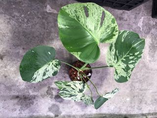 (Category: ) located in . Submitted by PlantsRanger (Listing ID 1458750261, Image 1). Description: .