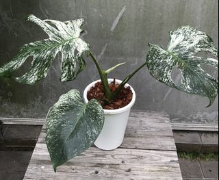 (Category: ) located in . Submitted by PlantsRanger (Listing ID 1458712857, Image 1). Description: .