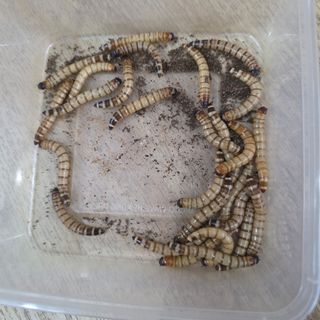 (Category: ) located in . Submitted by aflindza (Listing ID 1458776533, Image 1). Description: .