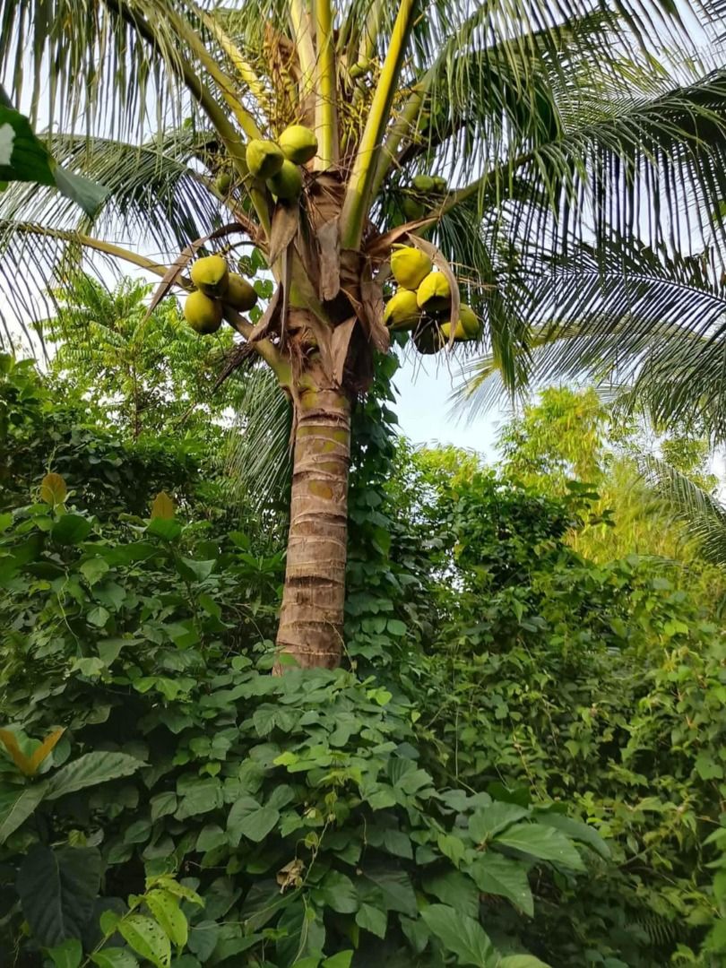 Tayabas Quezon (Category: Lot) located in Caloocan City. Submitted by aellz (Listing ID 1458855921, Image 3). Description: Naghahanap ka ba ng Lupa na swak lang sa Budget mo? Malapit lang sa Sapa o Ilog at may magandang mountain view..madaming tanim na prutas.. Ito na para sayo☺️ ✅ Titled Property ✅ 360k tcp ✅ 300 sqm minimum cut but expandable sukat ✅ 3 years hulugan with 20% downpayment ✅ Legit 100% ✅ May office at mapupuntahan ang site ✅ Anyti