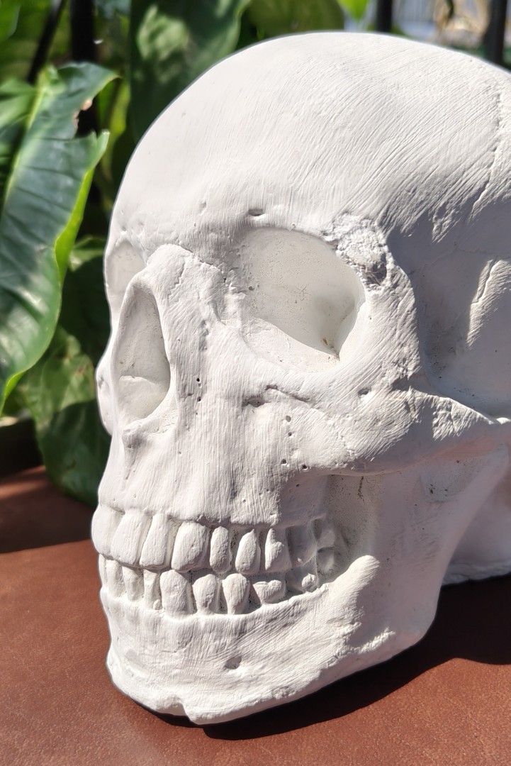 White Skull Decor for Home or Office (Category: Other Home Decor) located in San Pedro. Submitted by kapitankulot (Listing ID 1458808405, Image 3). Description: - Realistic white skull prop - Ideal for Halloween or gothic decor - Doubles as a unique paperweight or desk accessory - Adds a distinctive touch to any space - Constructed from plaster of paris - Molded from actual human skull.