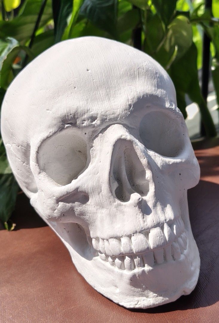 White Skull Decor for Home or Office (Category: Other Home Decor) located in San Pedro. Submitted by kapitankulot (Listing ID 1458808405, Image 1). Description: - Realistic white skull prop - Ideal for Halloween or gothic decor - Doubles as a unique paperweight or desk accessory - Adds a distinctive touch to any space - Constructed from plaster of paris - Molded from actual human skull.