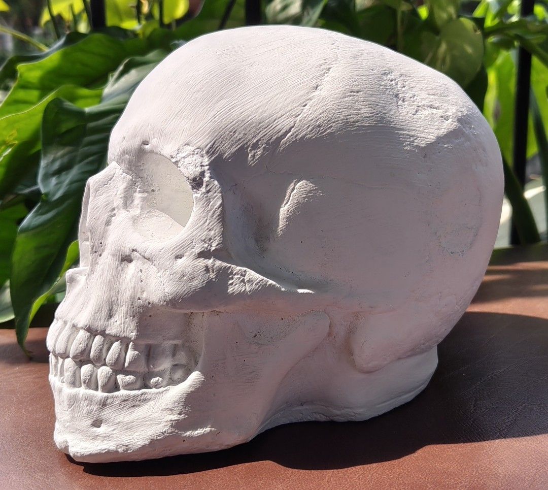 White Skull Decor for Home or Office (Category: Other Home Decor) located in San Pedro. Submitted by kapitankulot (Listing ID 1458808405, Image 2). Description: - Realistic white skull prop - Ideal for Halloween or gothic decor - Doubles as a unique paperweight or desk accessory - Adds a distinctive touch to any space - Constructed from plaster of paris - Molded from actual human skull.
