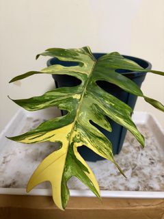 （分類：）位於 。 由 abcde654321789 提交（商品編號 1453668031，圖片 1）。簡介： 。