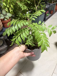 （分類：）位於 。 由 clarabell123 提交（商品編號 1453773153，圖片 1）。簡介： 。