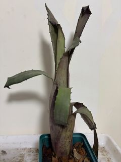 （分類：）位於 。 由 abcde654321789 提交（商品編號 1453662897，圖片 1）。簡介： 。