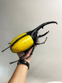 由 wa0921 (刊登 ID 1453720945，圖片 1) 提交，位於 的 (類別：)，說明：。