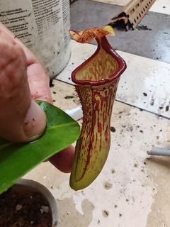 （分類：）位於 。 由 lcm2022 提交（商品編號 1453699316，圖片 1）。簡介： 。