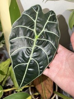 (Category: ) located in . Submitted by planteric (Listing ID 1453759926, Image 1). Description: .