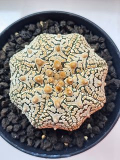 (Category: ) located in . Submitted by all4cactus (Listing ID 1453683886, Image 1). Description: .
