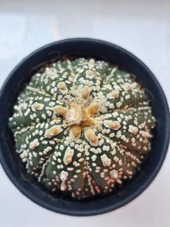 (Category: ) located in . Submitted by all4cactus (Listing ID 1453688130, Image 1). Description: .