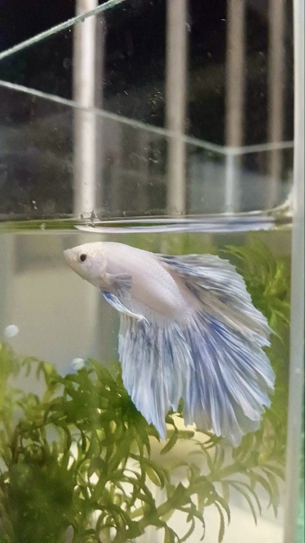 Betta Fish (Category: Fishing) located in Baguio. Submitted by erblush (Listing ID 1453625436, Image 1). Description: - Stunning Betta fish with elegant white and blue flowing fins. - Captivating and graceful movement. - Ideal for both new and experienced aquarium enthusiasts. - Starter kits available for easy setup..
