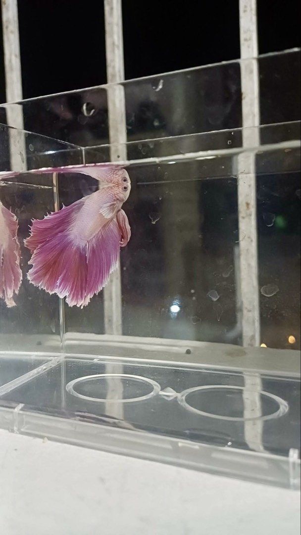 Betta Fish (Category: Fishing) located in Baguio. Submitted by erblush (Listing ID 1453625739, Image 1). Description: - Stunning Betta fish available. - Known for vibrant colors and flowing fins. - Ideal for aquarium enthusiasts. - Adds elegance to any aquatic setup..
