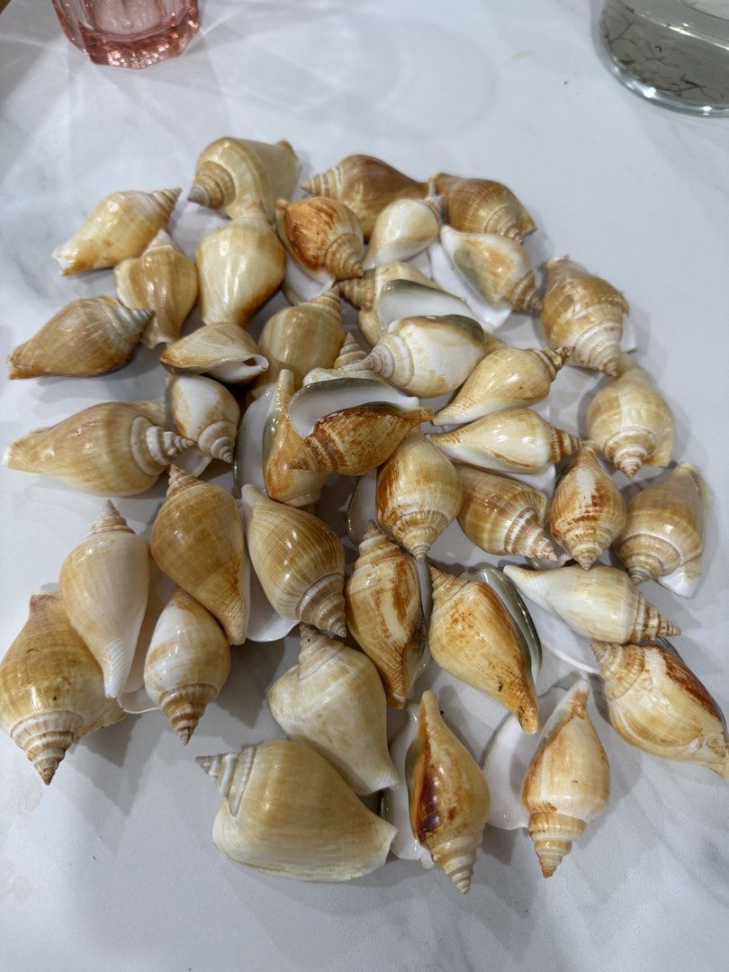 display shells (Category: Gardening Tools & Ornaments) located in Singapore. Submitted by zrbrr_z (Listing ID 1453770915, Image 2). Description: use it to display on my dining table.