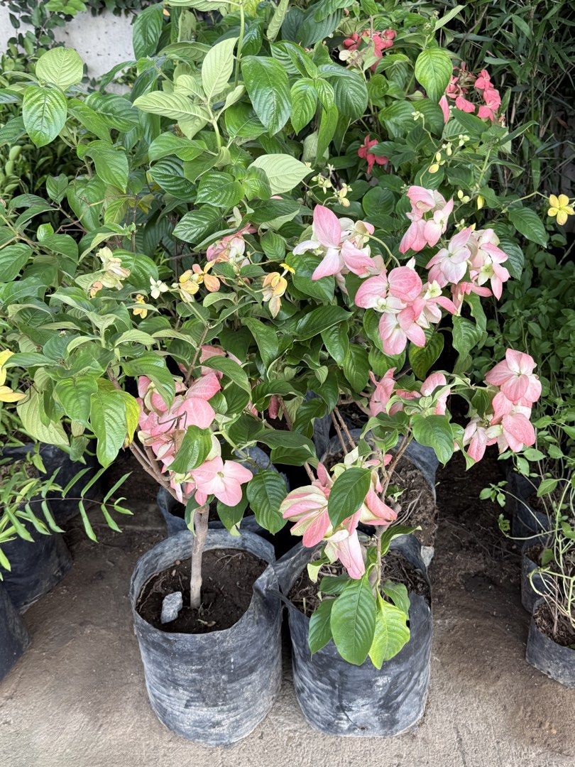 Donya luzz plants (Category: Plants & Seeds) located in Paranaque City. Submitted by plants_sale (Listing ID 1453663675, Image 1). Description: .