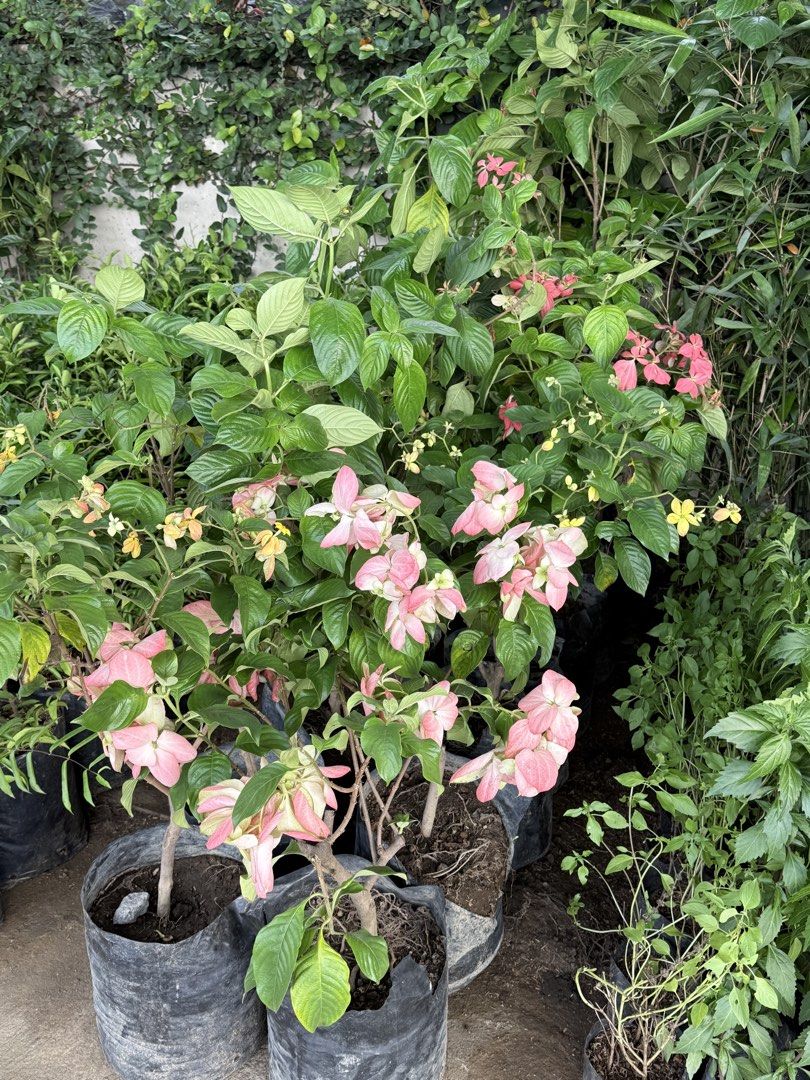 Donya luzz plants (Category: Plants & Seeds) located in Paranaque City. Submitted by plants_sale (Listing ID 1453663675, Image 3). Description: .