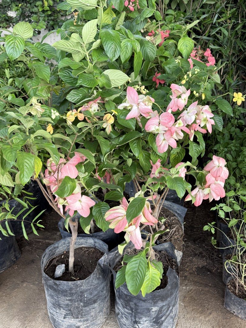 Donya luzz plants (Category: Plants & Seeds) located in Paranaque City. Submitted by plants_sale (Listing ID 1453663675, Image 2). Description: .