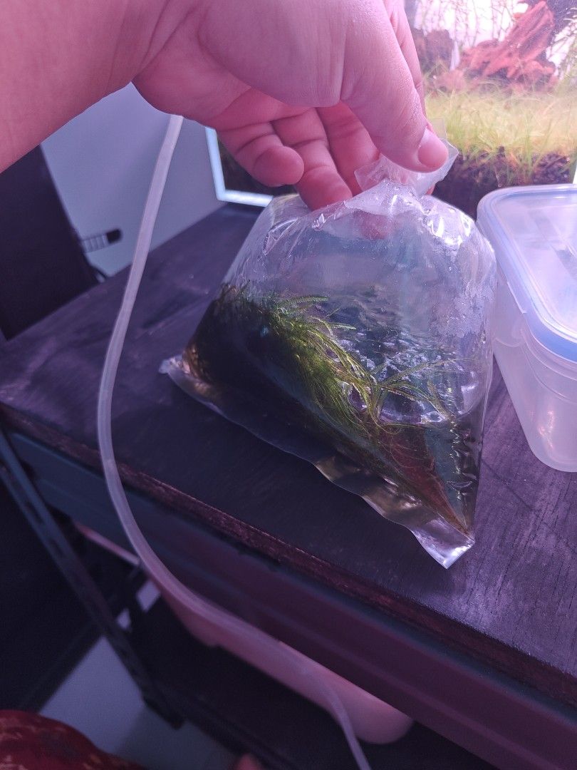 Free Java moss (Category: Pet Food) located in Singapore. Submitted by qistiina (Listing ID 1453714696, Image 1). Description: free java moss.