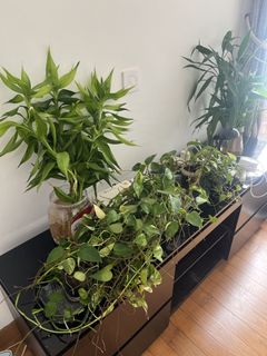 （分類：）位於 。 由 lee9243 提交（商品編號 1453719752，圖片 1）。簡介： 。