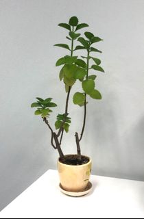 （分類：）位於 。 由 johnnylam998 提交（商品編號 1453685817，圖片 1）。簡介： 。