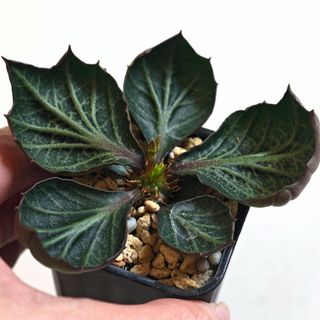 (Category: ) located in . Submitted by littleplantbox (Listing ID 1453630962, Image 1). Description: .