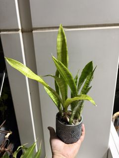 （分類：）位於 。 由 clarabell123 提交（商品編號 1453778217，圖片 1）。簡介： 。