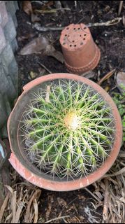 (Category: ) located in . Submitted by promisekeeper (Listing ID 1453875571, Image 1). Description: .