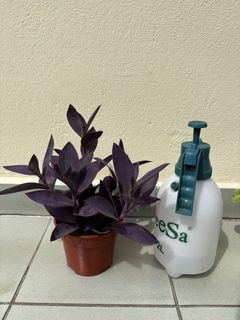 (Category: ) located in . Submitted by wynne819191 (Listing ID 1453897509, Image 1). Description: .