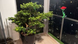 (Category: ) located in . Submitted by theplantconcept (Listing ID 1453821200, Image 1). Description: .
