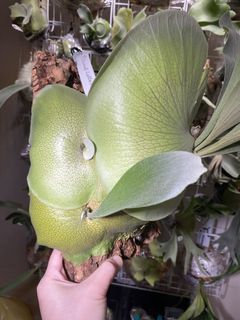（分類：）位於 。 由 kinn_nn 提交（商品編號 1439579327，圖片 1）。簡介： 。