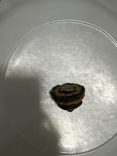 （分類：）位於 。 由 fiercefish_105bb5 提交（商品編號 1453915188，圖片 1）。簡介： 。